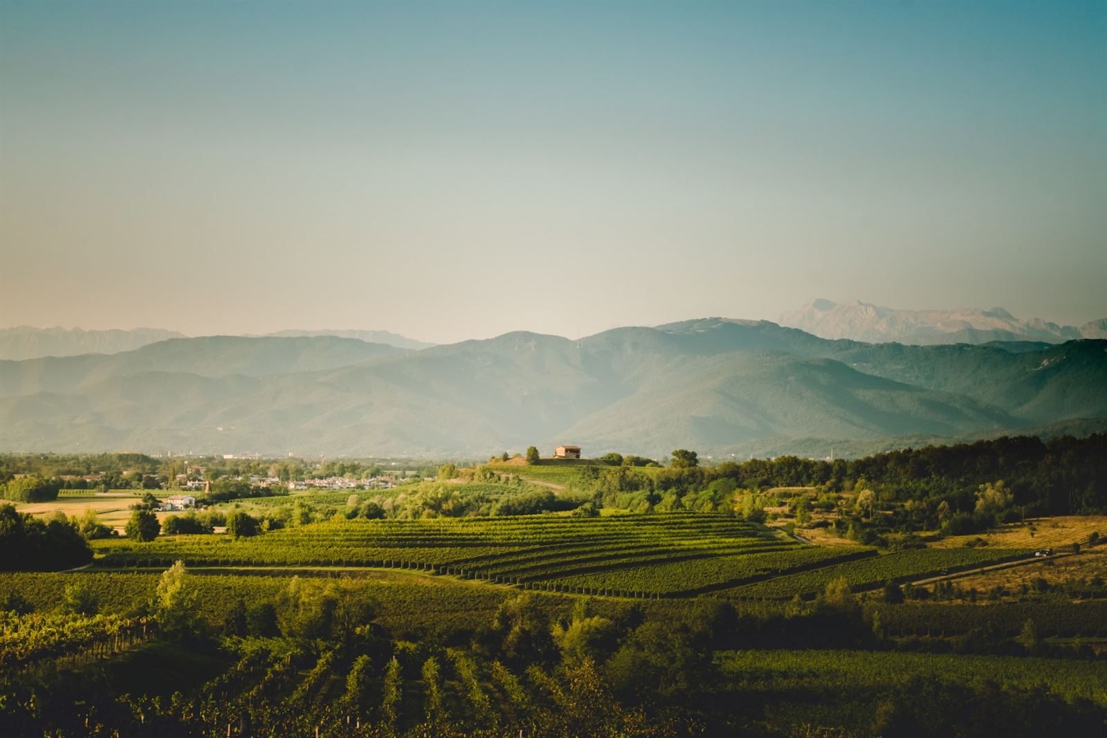 Weinberge in der Region Friaul